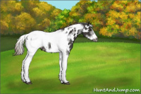 Horse Color:Liver Chestnut Tobiano Frame Appaloosa 