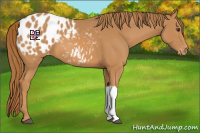 Horse Color:Chestnut Appaloosa 