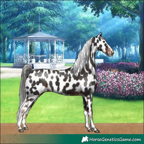 Horse Color:Liver Chestnut Tobiano Frame Appaloosa 