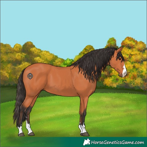 Horse Color:Bay 
