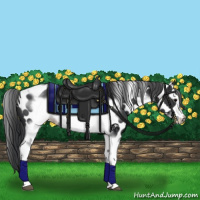 Horse Color:Black Tobiano Frame Appaloosa 