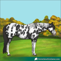 Horse Color:Liver Chestnut Tobiano Frame Near Leopard 
