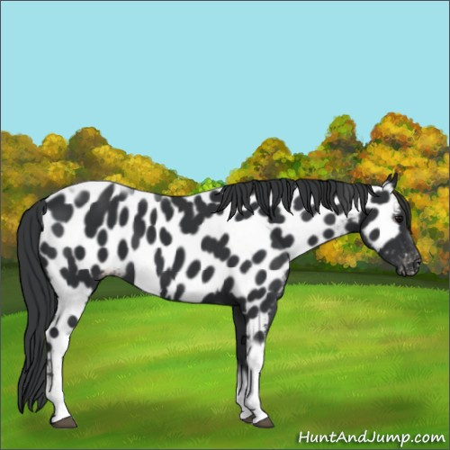 Horse Color:Black Tobiano Frame Appaloosa 