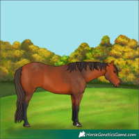 Horse Color:Bay 