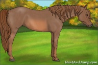 Horse Color:Red Roan 