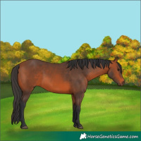 Horse Color:Brown 