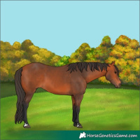 Horse Color:Bay 