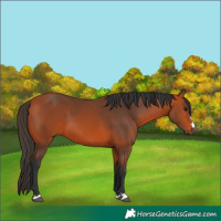 Horse Color:Bay 