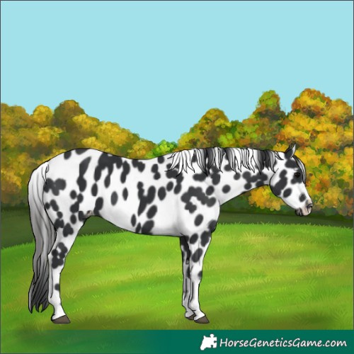 Horse Color:Black Tobiano Frame Appaloosa 