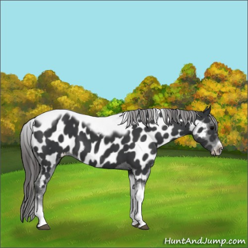 Horse Color:Black Tobiano Frame Appaloosa