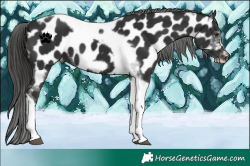 Horse Color:Liver Chestnut Tobiano Frame Appaloosa 