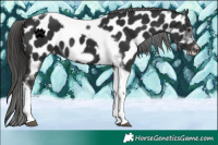 Horse Color:Liver Chestnut Tobiano Frame Appaloosa