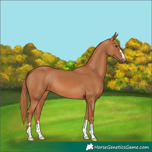 Horse Color:Chestnut 