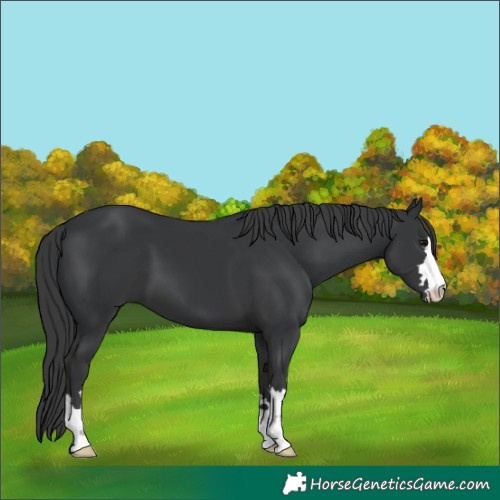 Horse Color:Black 