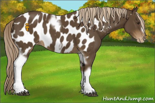 Horse Color:Chocolate Palomino Tobiano Frame Appaloosa 