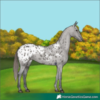 Horse Color:Grullo Appaloosa 