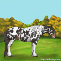 Horse Color:Liver Chestnut Tobiano Frame Appaloosa 