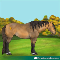 Horse Color:Buckskin 