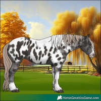Horse Color:Liver Chestnut Tobiano Frame Appaloosa 
