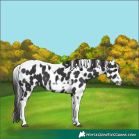 Horse Color:Black Tobiano Frame Leopard 