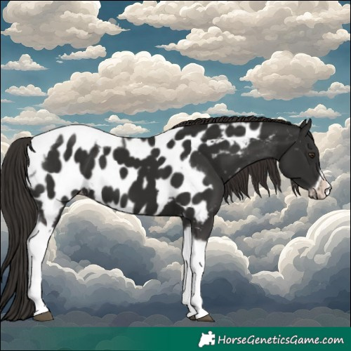 Horse Color:Liver Chestnut Tobiano Frame Appaloosa 