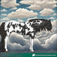 Horse Color:Liver Chestnut Tobiano Frame Appaloosa