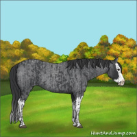 Horse Color:Blue Roan Sabino Splash  and Blue Roan Sabino Splash 