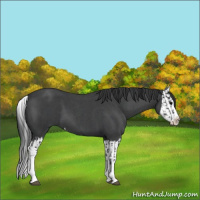 Horse Color:Blue Roan Sabino Splash  and Blue Roan Sabino Splash 