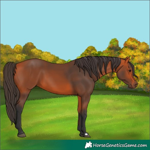 Horse Color:Bay 