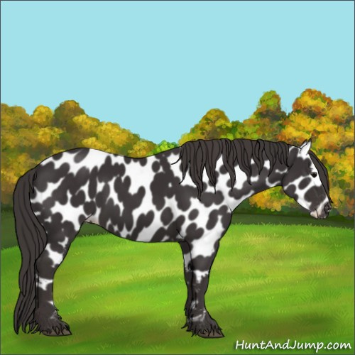 Horse Color:Smoky Black Appaloosa 