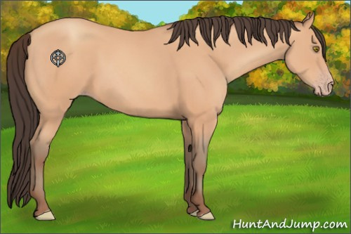 Horse Color:Amber Champagne 