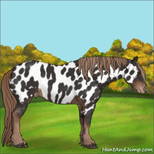 Horse Color:Liver Chestnut Near Leopard 