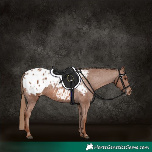 Horse Color:Chestnut Appaloosa 