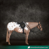 Horse Color:Chestnut Appaloosa