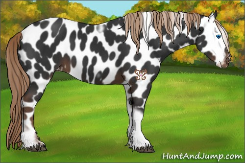 Horse Color:Liver Chestnut Tobiano Frame Leopard 