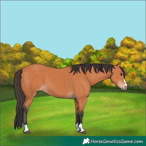 Horse Color:Bay 