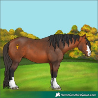 Horse Color:Bay 