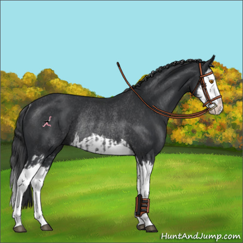 Horse Color:Black Splash Rabicano and Black Splash Rabicano