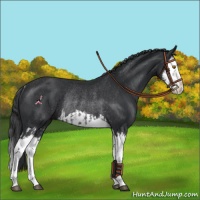 Horse Color:Black Splash Rabicano and Black Splash Rabicano