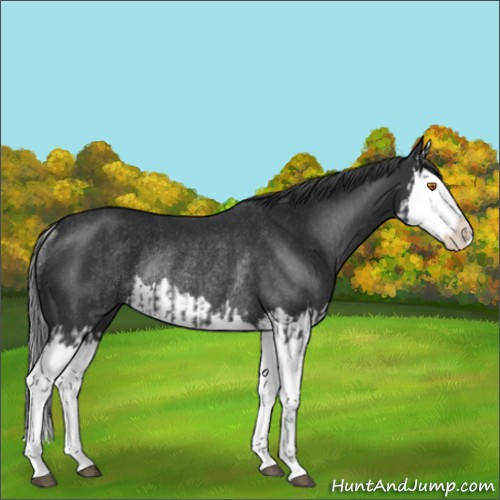 Horse Color:Black Splash Rabicano  and Black Splash Rabicano 