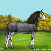 Horse Color:Black Splash Rabicano  and Black Splash Rabicano 