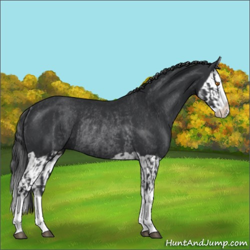 Horse Color:Black Splash Rabicano and Black Splash Rabicano