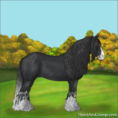 Horse Color:Black Splash Rabicano and Black Splash