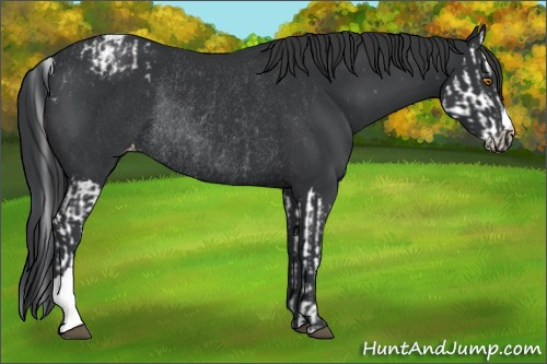 Horse Color:Black Splash Appaloosa Rabicano  and Black Appaloosa Rabicano 