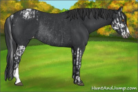 Horse Color:Black Splash Appaloosa Rabicano and Black Appaloosa Rabicano