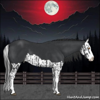 Horse Color:Black Splash Rabicano  and Black Splash 