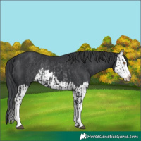 Horse Color:Black Splash Rabicano  and Black Splash Rabicano 