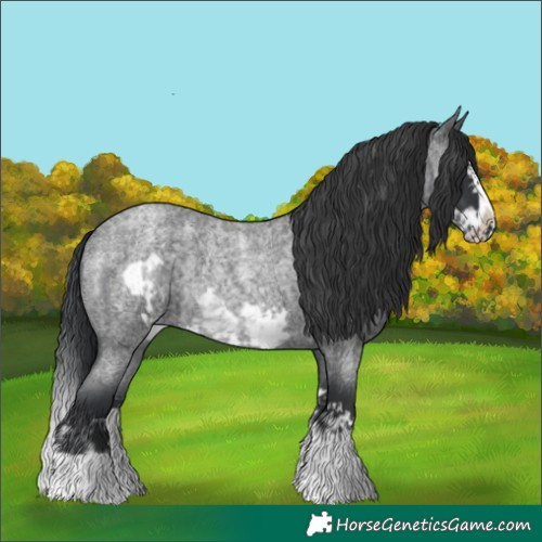 Horse Color:Blue Roan Splash Rabicano and Blue Roan Splash Frame Rabicano