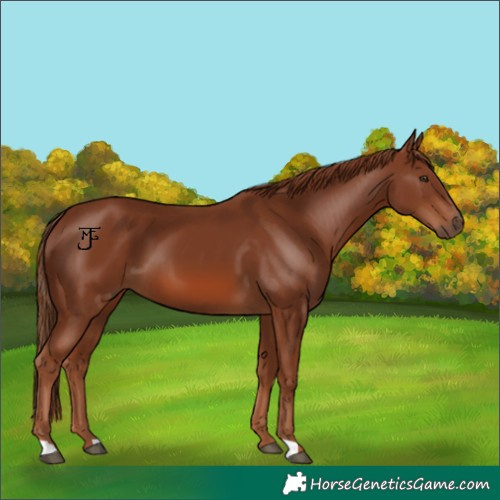 Horse Color:Chestnut 