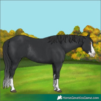 Horse Color:Black Splash Rabicano and Black Splash Rabicano